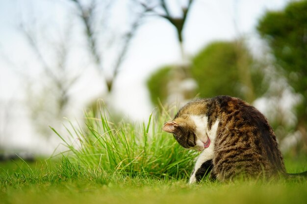 Urocza kotka bawi się na zielonym trawiastym polu o zachodzie słońca