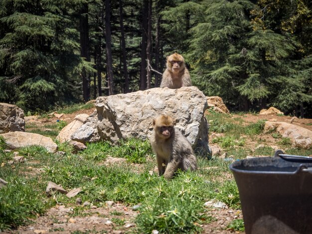 Urocza małpa z gatunku Macaca Sylvanus Berber Monkey grająca w pobliżu formacji skalnych w Maroku