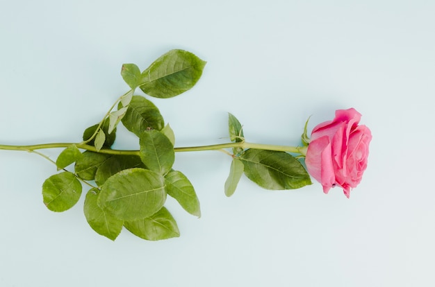 Bezpłatne zdjęcie urocza różowa róża w płaskiej oprawie