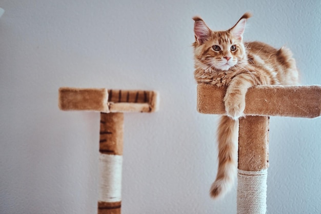 Urocza ruda kotka rasy maine coon odpoczywa na specjalnym kocim sprzęcie.