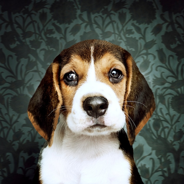 Urocza szczeniak Beagle portret solo