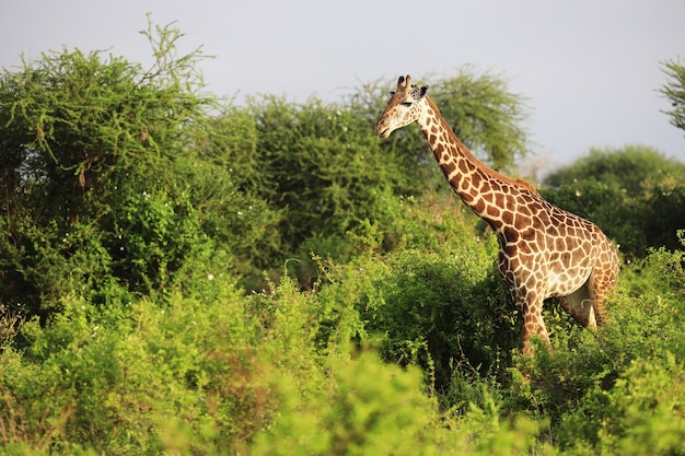 Bezpłatne zdjęcie urocza żyrafa massai w parku narodowym tsavo east, kenia, afryka