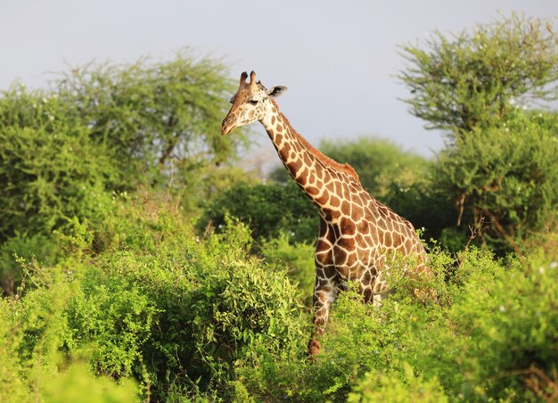 Urocza żyrafa Massai w parku narodowym Tsavo East, Kenia, Afryka