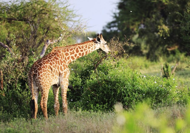 Urocza żyrafa Massai w parku narodowym Tsavo East, Kenia, Afryka