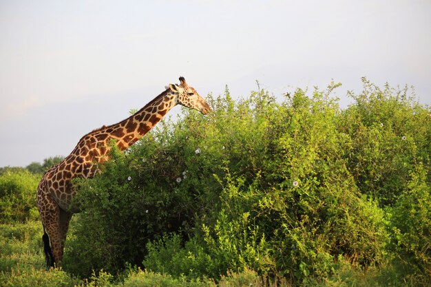 Urocza żyrafa Massai w parku narodowym Tsavo East, Kenia, Afryka