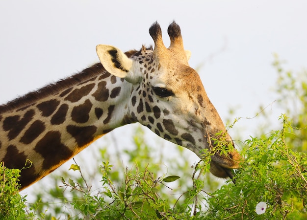 Urocza żyrafa Massai w parku narodowym Tsavo East, Kenia, Afryka