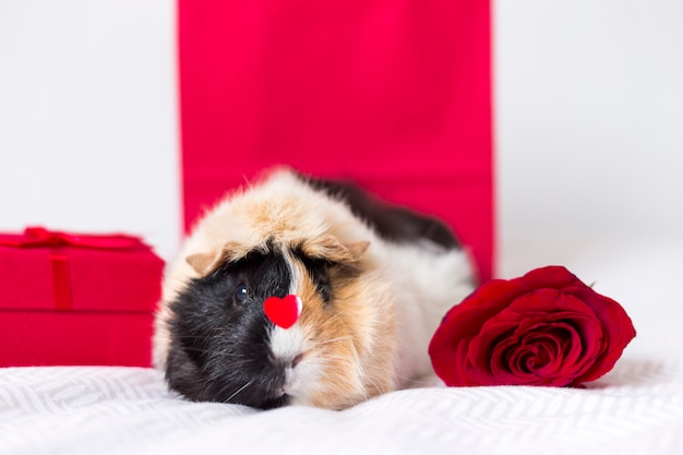 Bezpłatne zdjęcie urocze domowe cavy z czerwoną różą