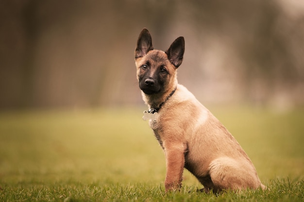 uroczy belgijski szczeniak malinois na zewnątrz w ciągu dnia