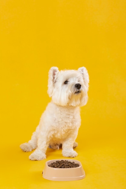 Uroczy biały pies na żółtym tle