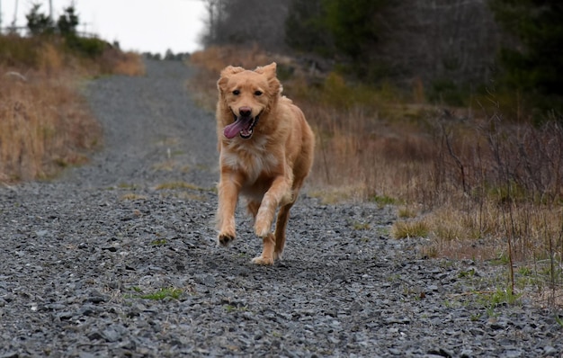 Uroczy biegający pies rasy Nova Scotia Duck Tolling Retriever