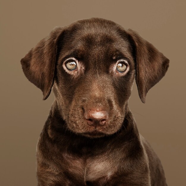 Uroczy czekoladowy portret Labrador Retriever