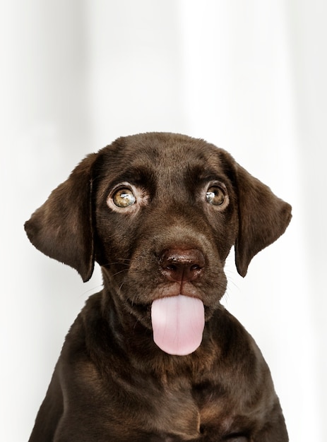 Uroczy czekoladowy portret Labrador Retriever