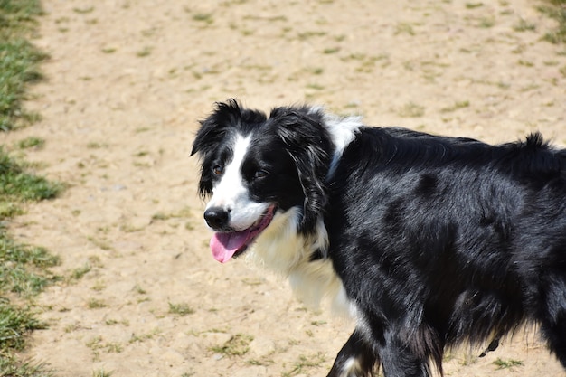 Uroczy pies rasy border collie z wystającym różowym językiem.