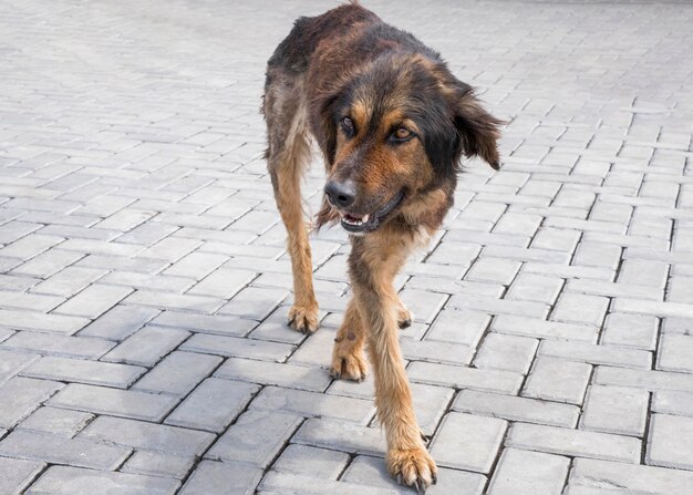Uroczy porzucony pies czekający na adopcję