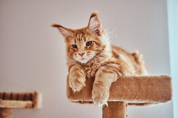 Uroczy rudy kociak rasy maine coon leży na specjalnych kocich meblach.