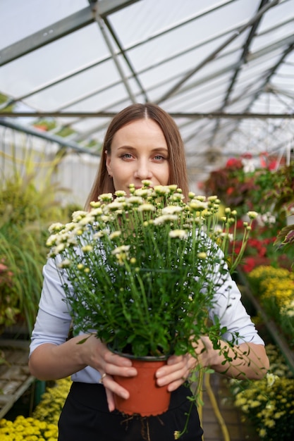 Uśmiechnięta szczęśliwa kwiaciarka w swoim przedszkolu stojąca, trzymając w rękach doniczkowe chryzantemy, gdy zajmuje się ogrodowymi roślinami w szklarni
