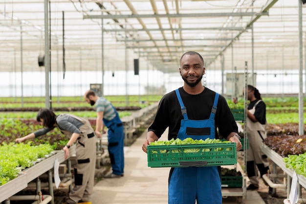 Uśmiechnięty afroamerykański robotnik rolniczy z skrzynką pełną dojrzałych świeżych zielonych liści odżywczych produktów wegańskich z zrównoważonego zbiorów roślin.