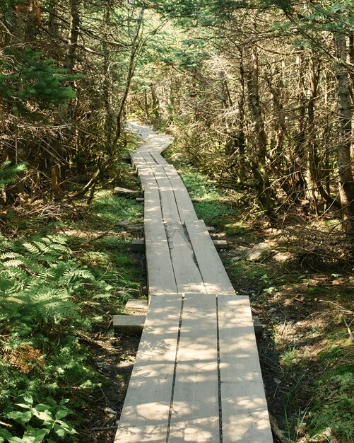 Vertical strzał boardwalk w lesie otaczającym wysokimi drzewami