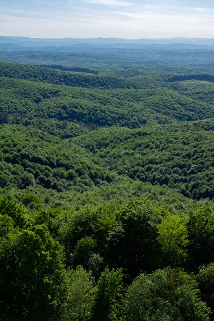 Vertical z zielonego lasu na wzgórzach Kordun w Chorwacji