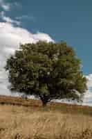 Bezpłatne zdjęcie vertical zielonego drzewa po środku pola podczas spadku