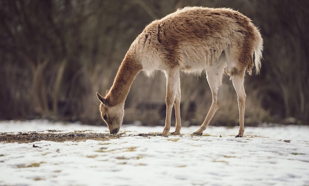 Vicuna (Vicugna vicugna) w śniegu.