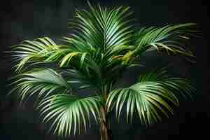 Bezpłatne zdjęcie view of palm tree species with green foliage