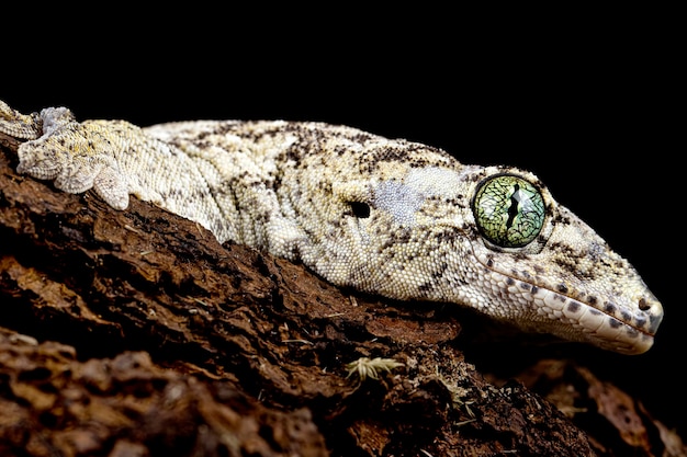 Vorax Gecko lub gigantyczna głowa gekona Halmaheran z bliska