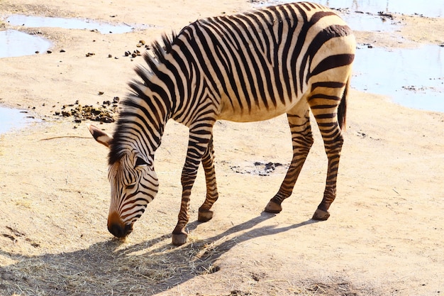 W ciągu dnia pasąca się zebra otoczona wodą