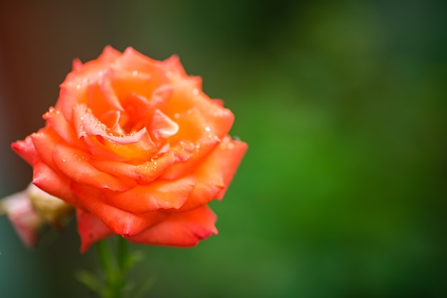 W ogrodzie rośnie samotna róża z dużymi płatkami