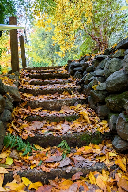 W parku jesiennym skaliste schody pokryte są żółtymi liśćmi
