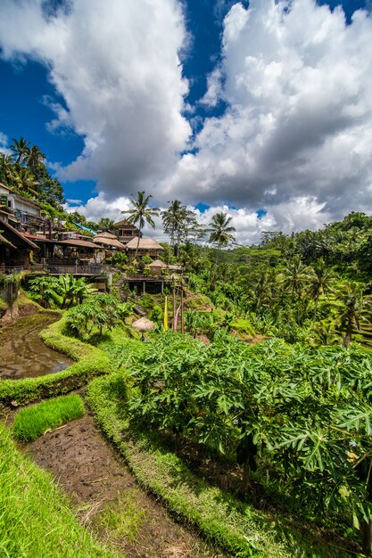 W pobliżu kulturalnej wioski Ubud znajduje się obszar znany jako Tegallalang, który szczyci się najbardziej dramatycznymi tarasowymi polami ryżowymi na całym Bali.