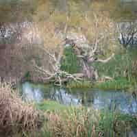 Bezpłatne zdjęcie wakkerstroom wetland.