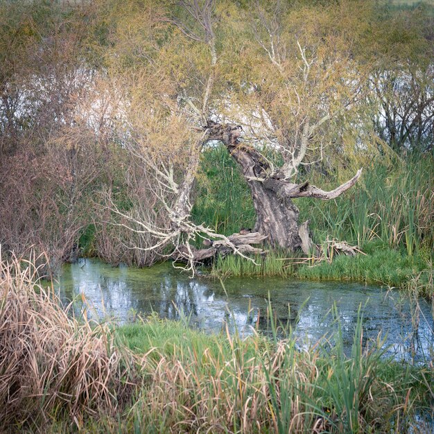 Wakkerstroom Wetland.