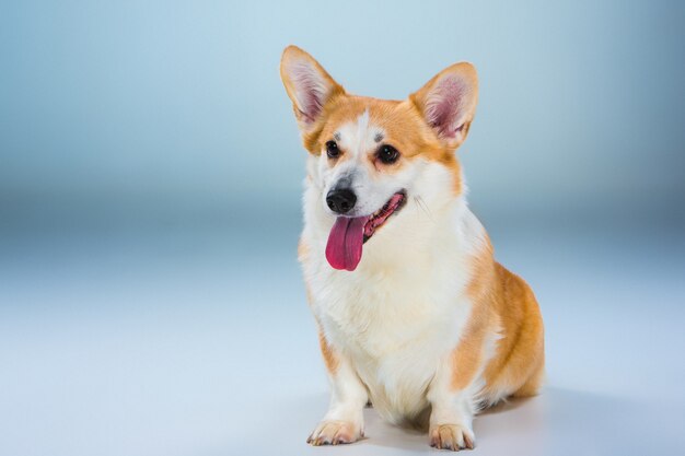 Walijski corgi pembroke siedział