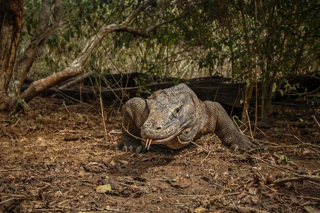 Waran z Komodo w pięknym naturalnym środowisku na słynnej wyspie w Indonezji