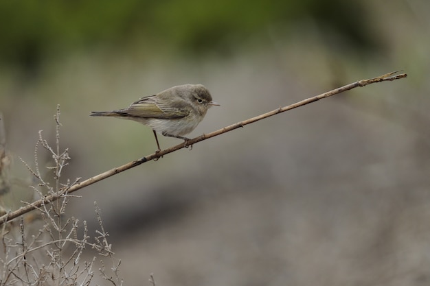 Warbler Wschodniej Bonelli, Phylloscopus Orientalis