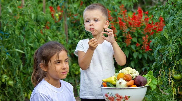 Warzywa w rękach dzieci w gospodarstwie. selektywne skupienie. natura
