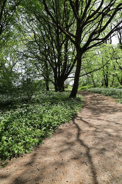 Wąska ścieżka otoczona dużą ilością zielonych drzew w lesie w Trelde Naes, Fredericia