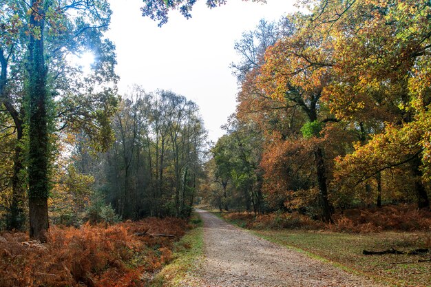 Wąska ścieżka w pobliżu wielu drzew w New Forest niedaleko Brockenhurst w Wielkiej Brytanii