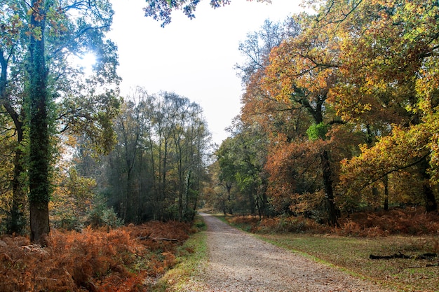 Wąska ścieżka w pobliżu wielu drzew w New Forest niedaleko Brockenhurst w Wielkiej Brytanii