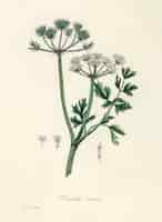 Bezpłatne zdjęcie water dropwort (onanthe grocata) ilustracja z medical botany (1836)