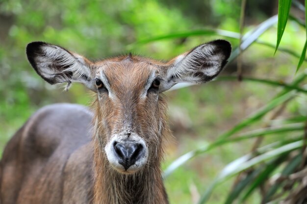 Waterbuck w naturze