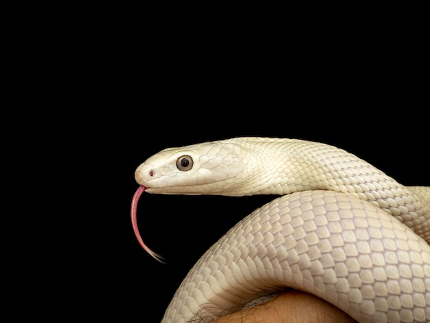 Wąż szczura z teksasu (elaphe obsoleta lindheimeri) to podgatunek węża szczura, niejadowitego colubrida występującego w stanach zjednoczonych, głównie w stanie teksas.