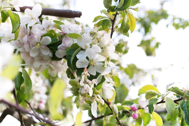 Wczesną wiosną kwitnąca jabłoń z jasnymi białymi kwiatami