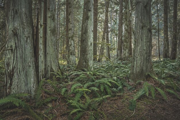 Western Red Cedar