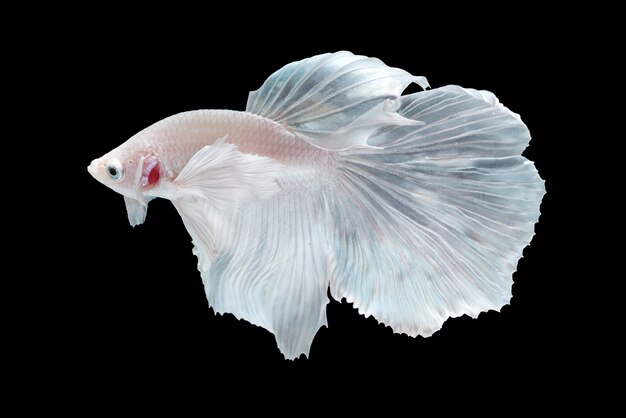 White Halfmoon Betta splendens ryb