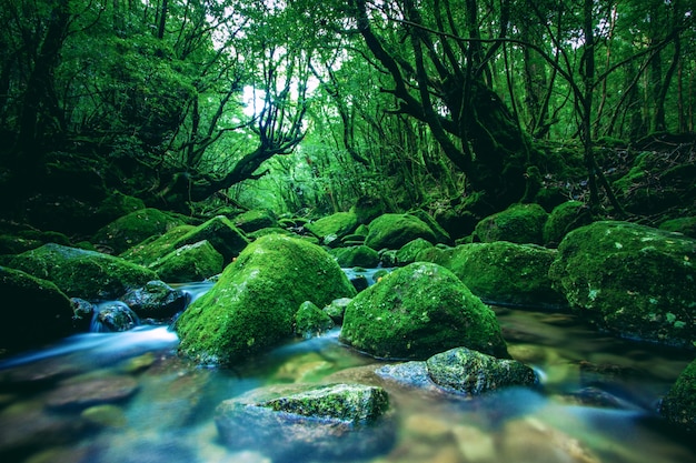 Wibrująca sceneria rzeki w środku lasu na Jakuszimie w Japonii