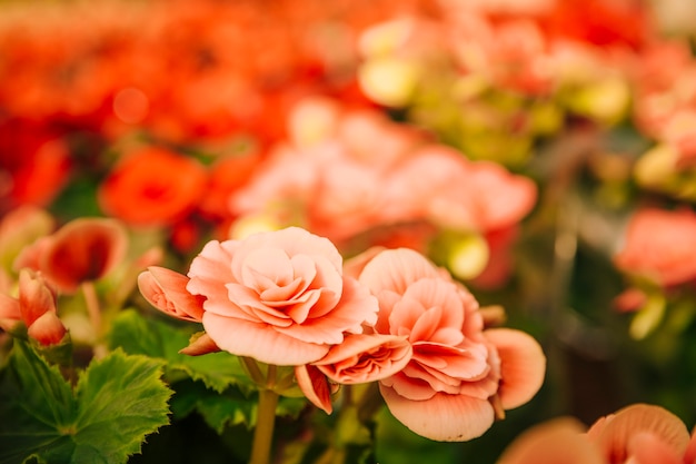 Bezpłatne zdjęcie wibrujący piękni egzotyczni kwiaty w ogródzie botanicznym