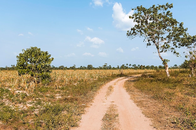 Widok afrykańskiej przyrody z drogą i drzewami