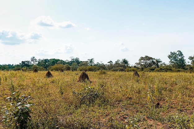 Widok afrykańskiej przyrody z roślinnością i drzewami